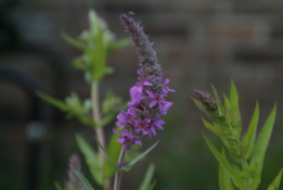 Lythrum salicariaGrote kattestaart bestellen